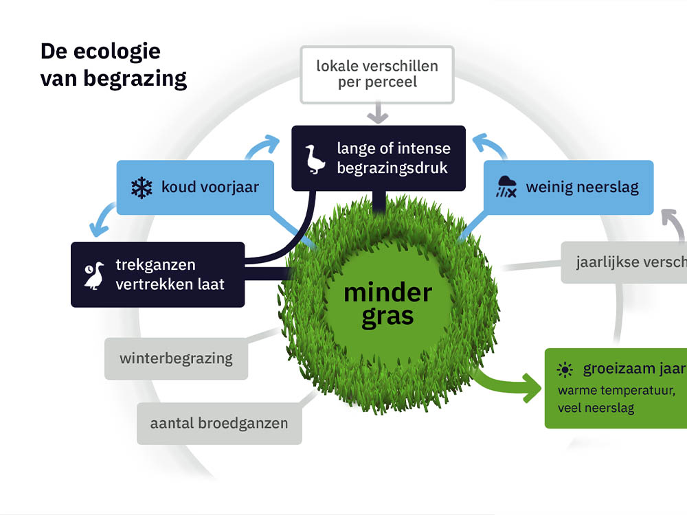 Grass height and grazing pressure