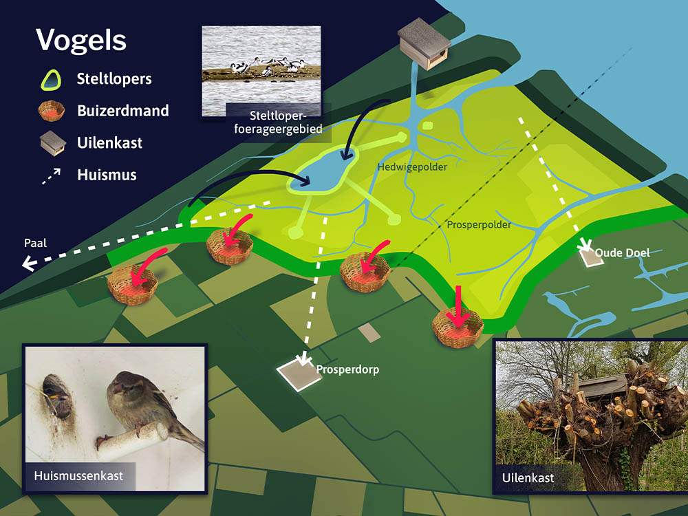 Hedwigepolder