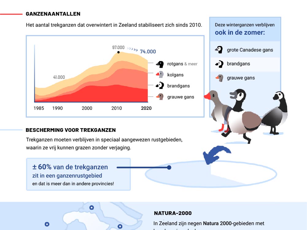 Ganzen in Zeeland en Friesland